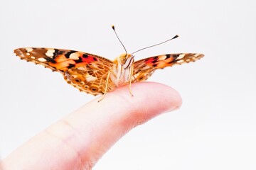 白背景に女性の指に羽を広げて止まるオレンジ色のヒメアカタテハ蝶