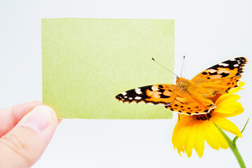 白背景にカレンデュラの花に翅を開いて止まるヒメアカタテハ蝶と緑色のタイトルフレームのモックアップ