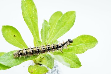 ホワイトバックにキク科のチチコグサの葉の上で顔を上げる黒っぽい芋虫、ヒメアカタテハ蝶の幼虫