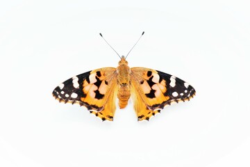 白背景に翅を広げて止まるオレンジ色と黒の可愛いヒメアカタテハチョウ蝶