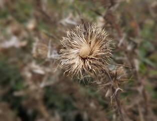 close up of the cardoon plant, the artichoke thistle in the field