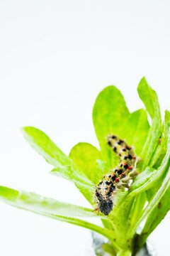 白背景にハハコグサ属の雑草チチコグサの葉を食べる黒と黄色のトゲトゲイモムシ、ヒメアカタテハ蝶の幼虫