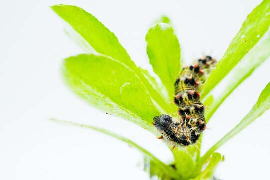 白バックに食草のハハコグサ属の葉に乗った黒っぽい毛虫、ヒメアカタテハチョウの幼虫