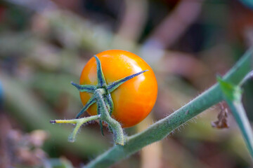 Ripe red tomatoes are on the green foliage background, hanging on the vine of a tomato tree in the garden. - 662121197