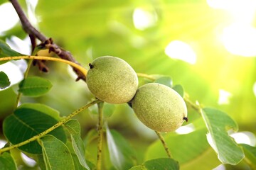 two still unripe, green fruits on a walnut tree in close-up - 662121198