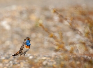 White-spotted bluethroat, Luscinia svecica cyanecula