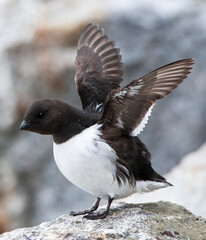 Little Auk, Alle alle