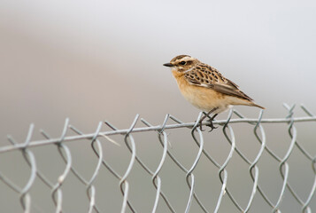 Whinchat, Saxicola rubetra