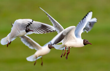 Common Black-headed Gull, Chroicocephalus ridibundus