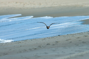 Arctic Skua, Stercorarius parasiticus