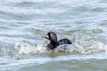 Common Scoter, Melanitta nigra