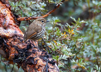 Stripe-headed Antpitta, Grallaria andicolus