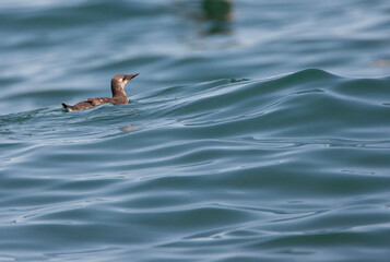 Common Guillemot, Uria aalga