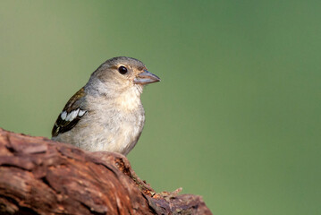 Madeira Chaffinch, Fringilla coelebs maderensis