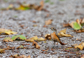 Common Redstart, Phoenicurus phoenicurus