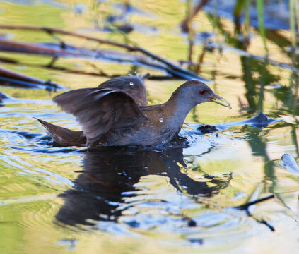 Little Crake, Zapornia parva