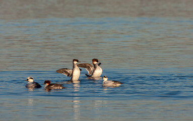 Smew, Mergellus albellus