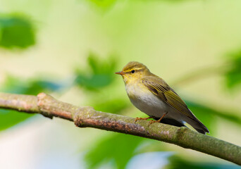 Wood Warbler, Phylloscopus sibilatrix