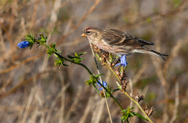 Mealy Redpoll, Acanthis flammea