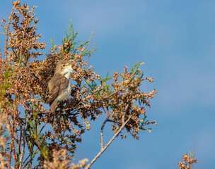 Eastern Olivaceous Warbler, Iduna pallida