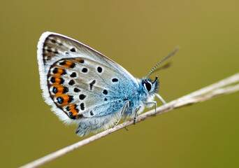 Silver-studded Blue, Plebejus aragus