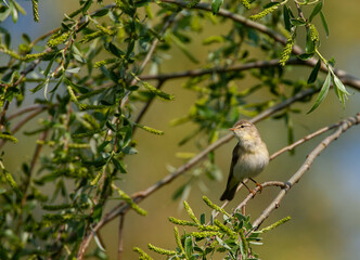 Iberian Chiffchaff, Phylloscopus ibericus