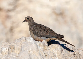 Mourning Dove, Zenaida macroura