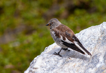 White-winged Snowfinch, Montifringilla nivalis
