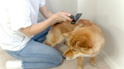 grooming and combing of dogs during molting