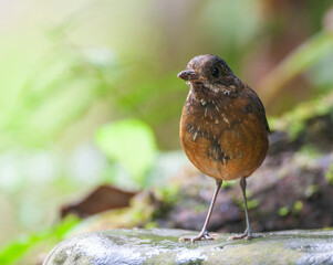 Moustached Antpitta, Grallaria alleni