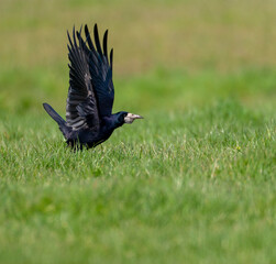 Rook, Corvus frugilegus