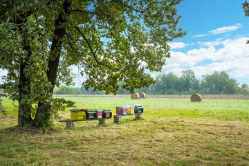hives with bees