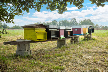 hives with bees