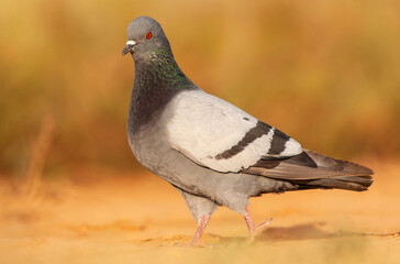 Rock Pigeon, Columba livia