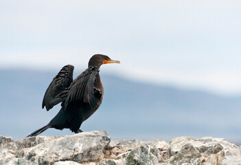 Farallon Double-crested Cormorant, Phalacrocorax auritus albociliatus