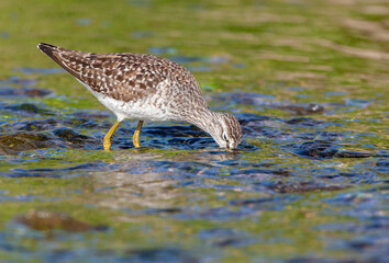 Wood Sandpiper, Tringa glareola