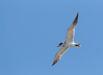 Caspian Tern, Hydroprogne caspia