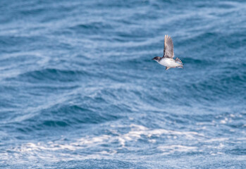Common diving-petrel, Pelecanoides urinatrix urinatrix