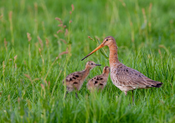 Black-tailed Godwit, Limosa limosa