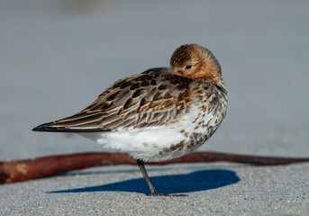 Dunlin, Calidris alpina alpina