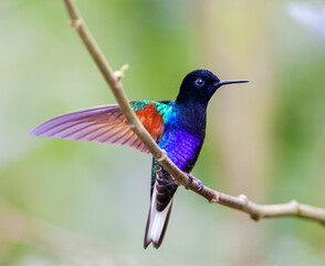 Velvet-purple Coronet, Boissonneaua jardini