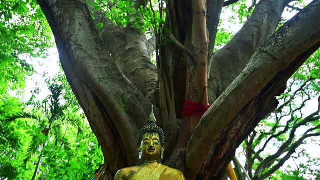 Old Buddha statue under a large Bodhi tree in Wat Jed Yod, Chiang Mai Province, Thailand.