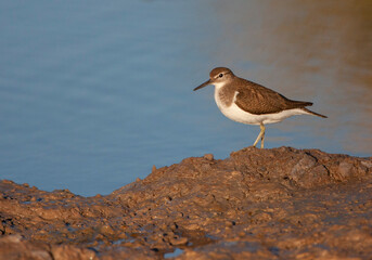 Common Sandpiper, Actitis hypoleucos
