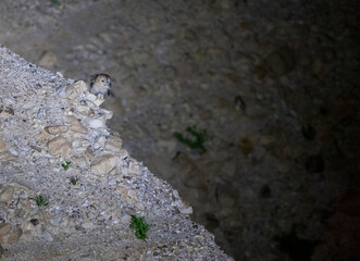 Desert Tawny Owl, Strix hadorami