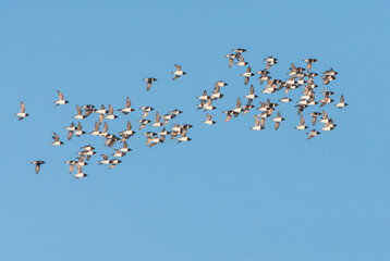 Little Auk, Alle alle