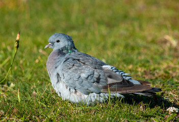 Stock Dove, Columba oenas