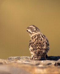 Rock Sparrow, Petronia petronia petronia