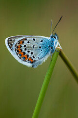 Obraz premium Silver-studded Blue, Plebejus aragus