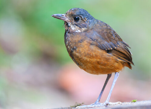 Moustached Antpitta, Grallaria alleni
