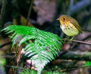 Ochre-breasted Antpitta, Grallaricula flavirostris